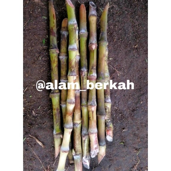 

BIBIT TERUBUK POHON TERUBUK SAYUR per 10 batang TERUBUK ENDOG Termurah