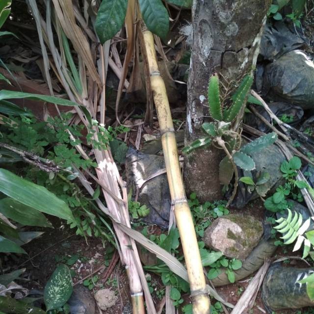 

Tebu kuning pres Kualitas Terbaik