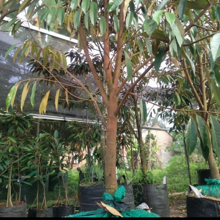 Bibit Tanaman Pohon Durian Bawor 2 Meter-Pohon Durian Batang Besar