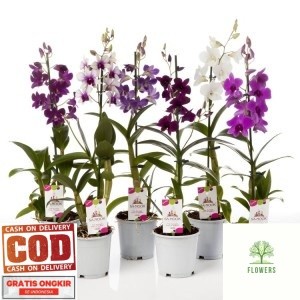 anggrek dendrobium spike kenop berbunga 35 k