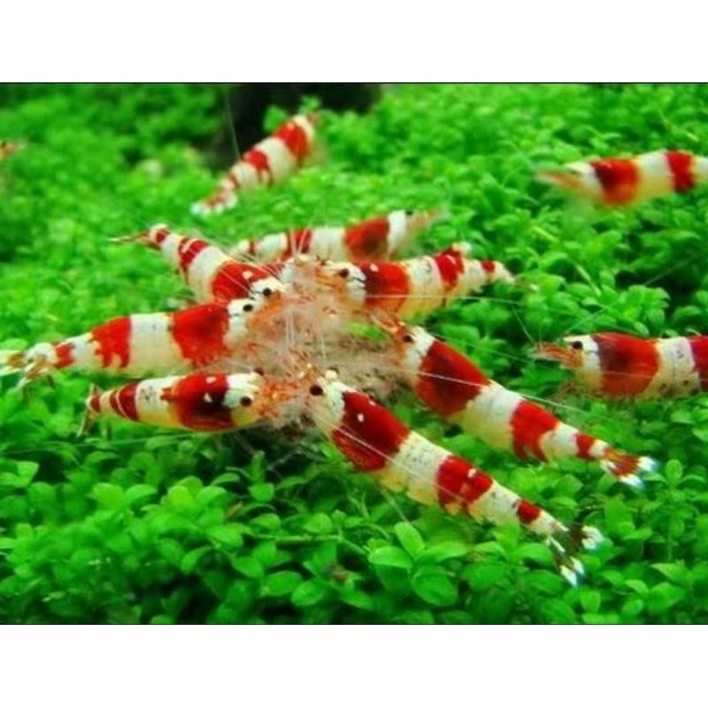 Udang Hias Red Bee