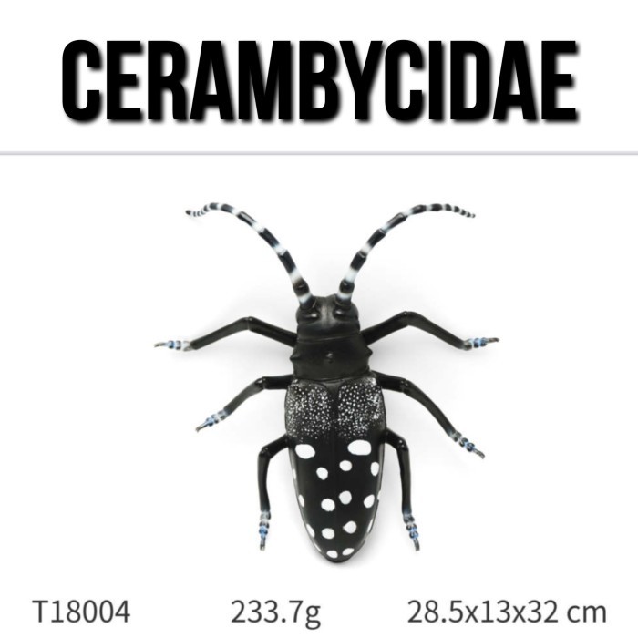 KORI CERAMBYCIDAE The Longhorn Beetles Insect Kumbang Tanduk Panjang Serangga Ukuran Besar 28.5x13x3