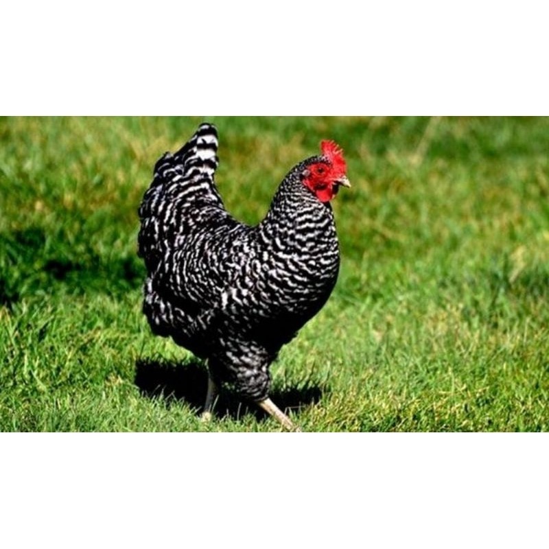 

TELUR AYAM KUNTARA UNTUK DI TETASKAN