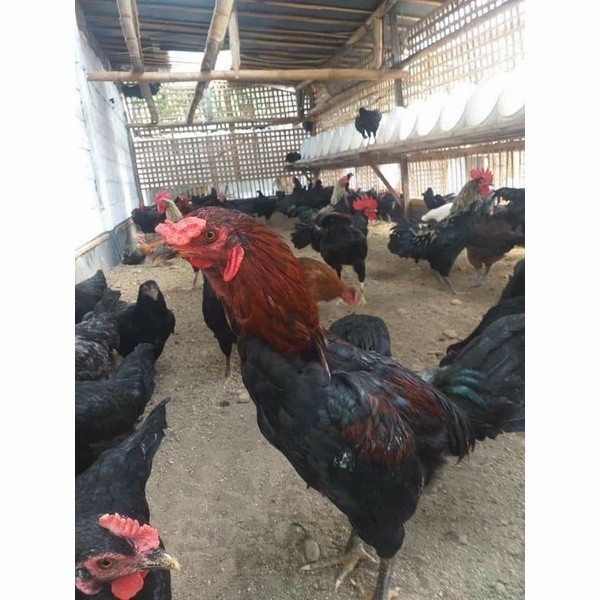 

Telur ayam KUB petelur handal fertil siap ditetaskan - telur ayam kub