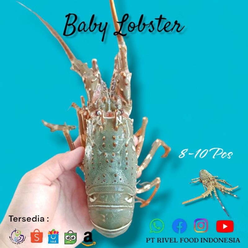 Lobster Laut Fresh Frozen 1kg isi 6-8 ekor Termurah