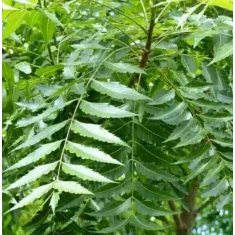 

DAUN MINDI/MIMBA SEGAR 1KG OBAT HERBAL TRADISIONAL DI PETIK LANGSUNG