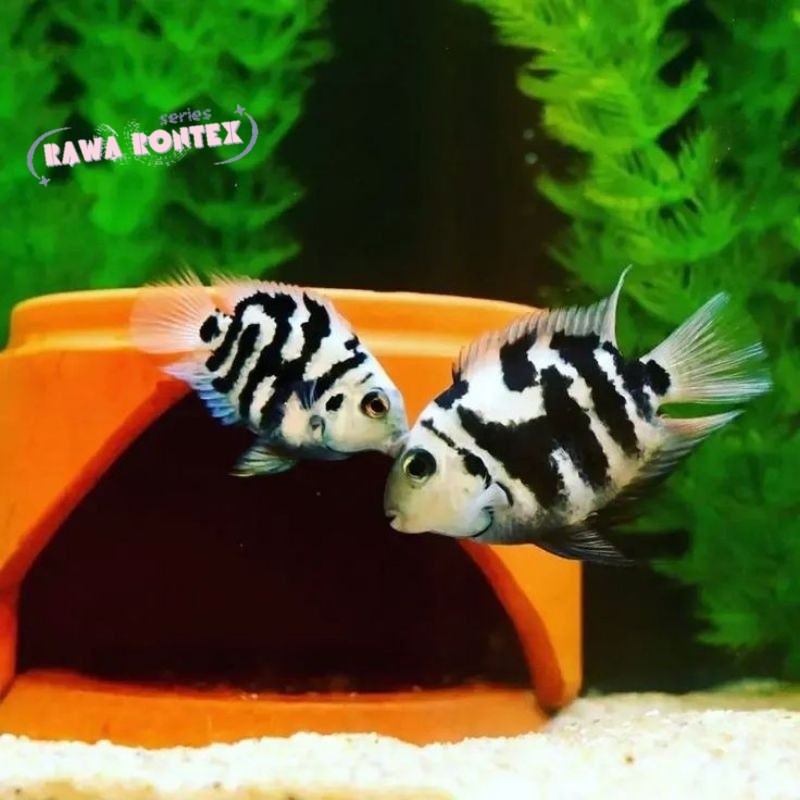 Hiasan aquascape Blue Pollar PAIR PROVEN SEPASANG Ikan Hias Air Tawar / Ikan Hias Air Tawar Blue Pol