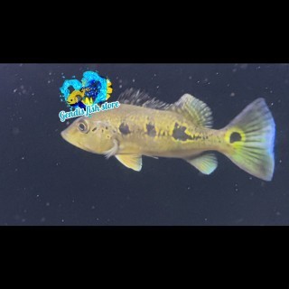 Tankmate aquarium Peacockbass / pbass Orinoco pure 7-9cm berkualitas