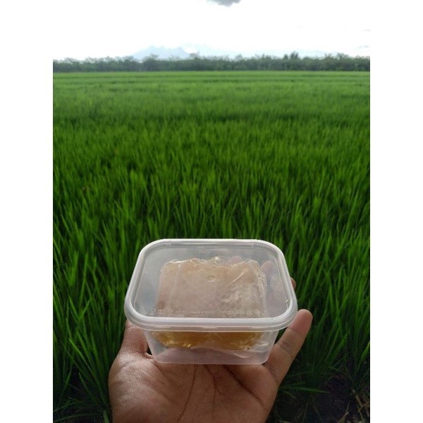 

Madu sarang apis melifera madu asli HONEYCOMB berat 100 gram FREE BOX DUS PACKING