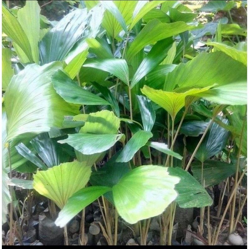 COD Paket 20 Bibit Aren - Bibit Aren - Bibit Aren Genjah Unggul - Bibit Aren Genjah - Bibit Aren Gen