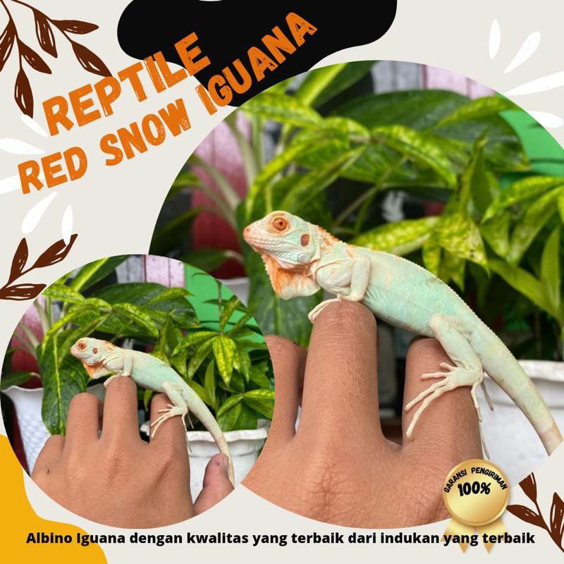 DISKON Reptile / Snow iguana / iguana snow / red snow iguana