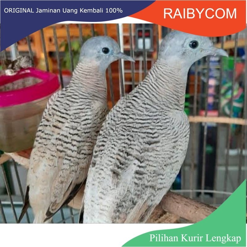 burung perkutut golden pilihan suara bangkok manggung