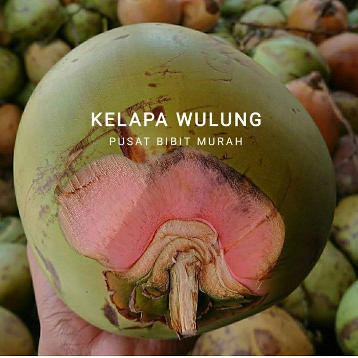Bibit Tanaman Buah Kelapa Wulung-Bibit Pohon Kelapa Wulung Asli