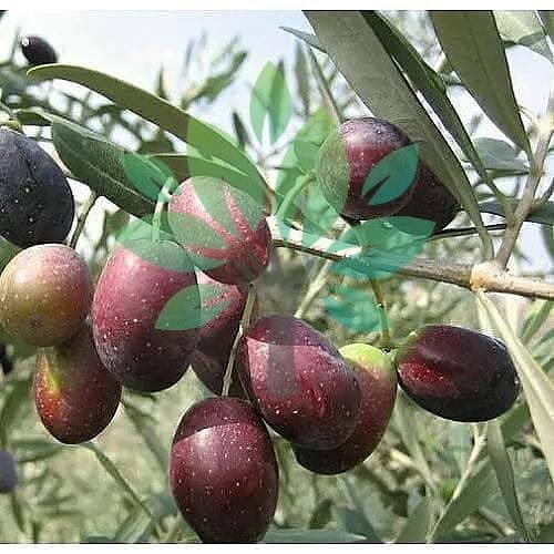 Bibit Tanaman Buah Zaitun-Bibit Pohon Buah Zaitun Kalamata-Zaitun Asli