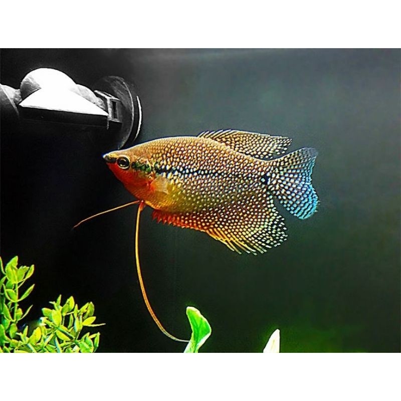 Ikan Hias Sepat Mutiara