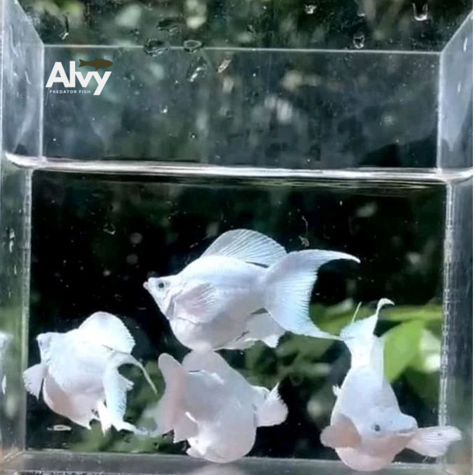 Aksesoris akuarium paket 10 Molly platinum balon lyretail cawang murah berkualitas