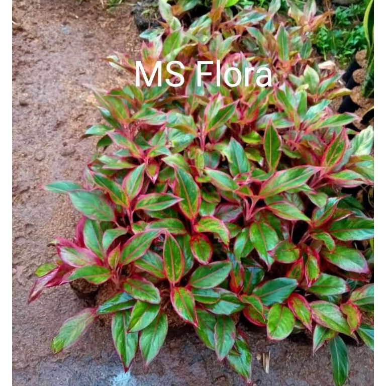 Aglonema lipstik atau Siam ourora dewasa aglonema dewasa murah promo