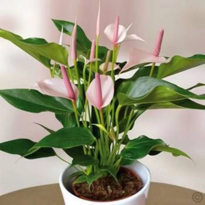 

promo Tanaman Hias Bunga flamingo atau Anthurium andraeanum bisa cod .