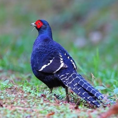 

Telur ayam hias ringneck mikado pheasant fertil siap ditetaskan Langsung