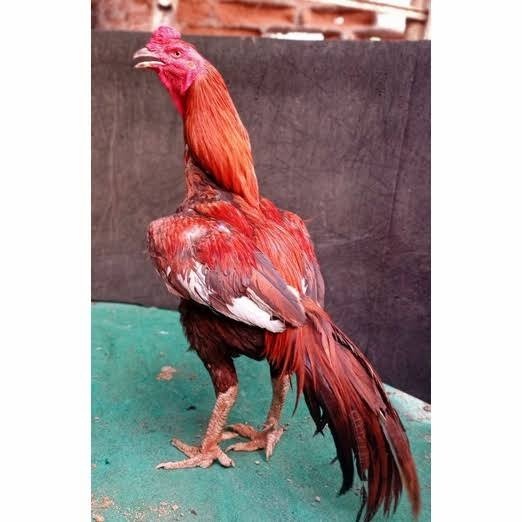 

Telur ayam bangkok super petarung aduan fertil asli