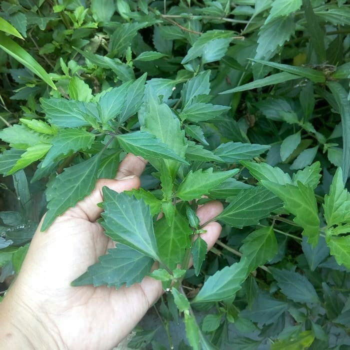 

Daun kumis kucing segar 1 kg fresh Termural terlaris