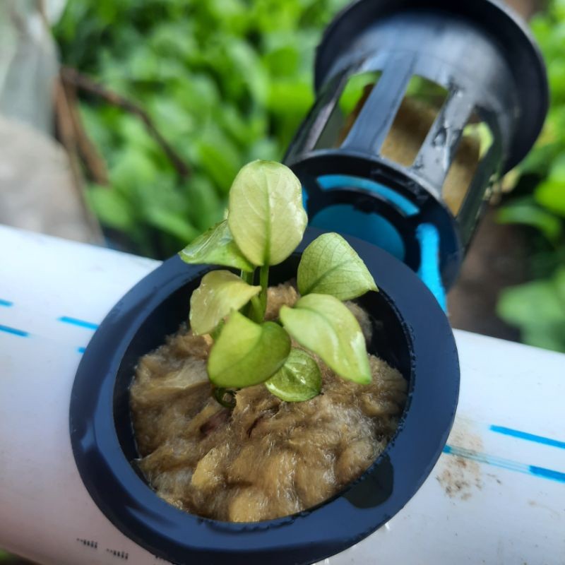 anubias panda white panda - Anugrah Megah