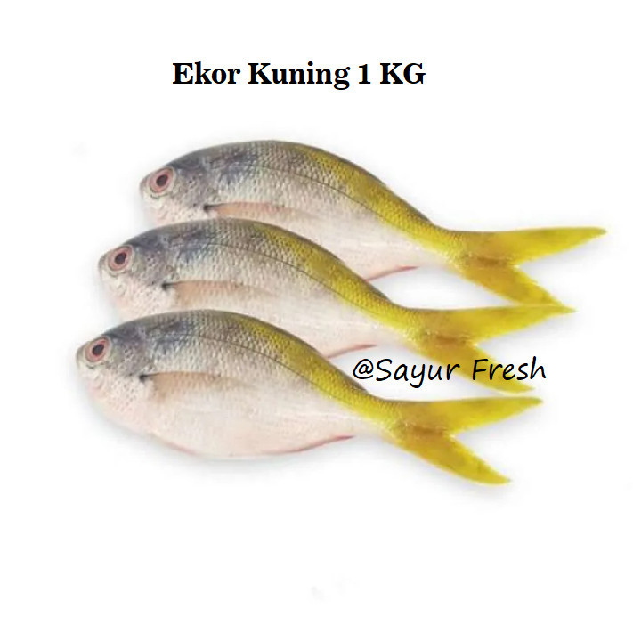 

Ikan Ekor Kuning 1 KG