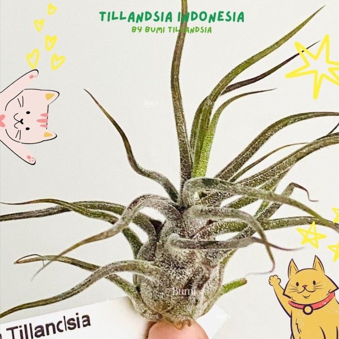 Tillandsia pruinosa 'Guatemala' - Bumi Air Plants Tanaman Udara