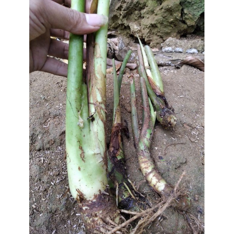 COD jual bonggol keladi kuping kelinci tanaman hias ready