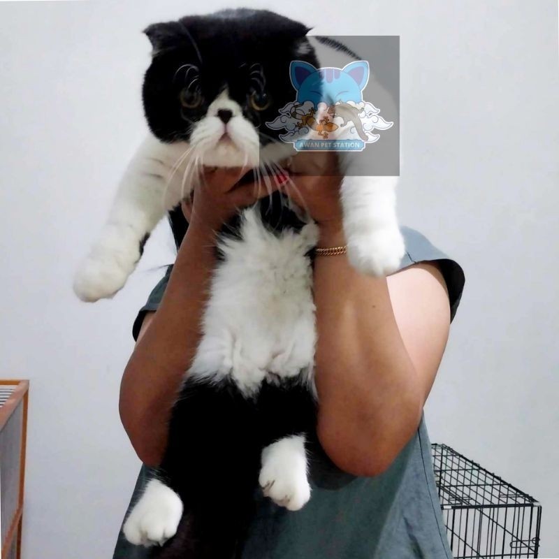 DISKON Kucing Kitten Exotic Short Hair  Peaknose Long Hair  FREE ONGKIR