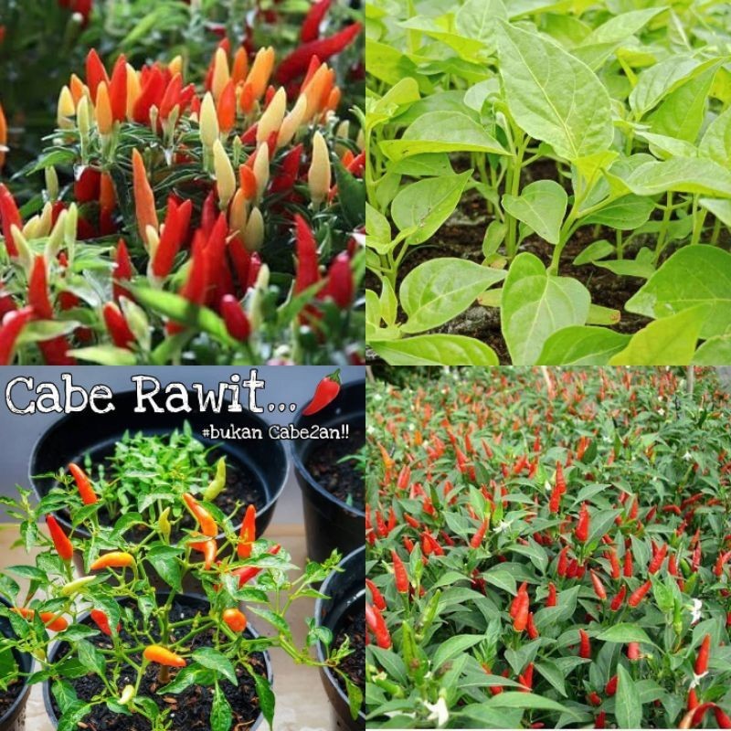 BIBIT LOMBOK RAWIT [beli 5 gratis 1]