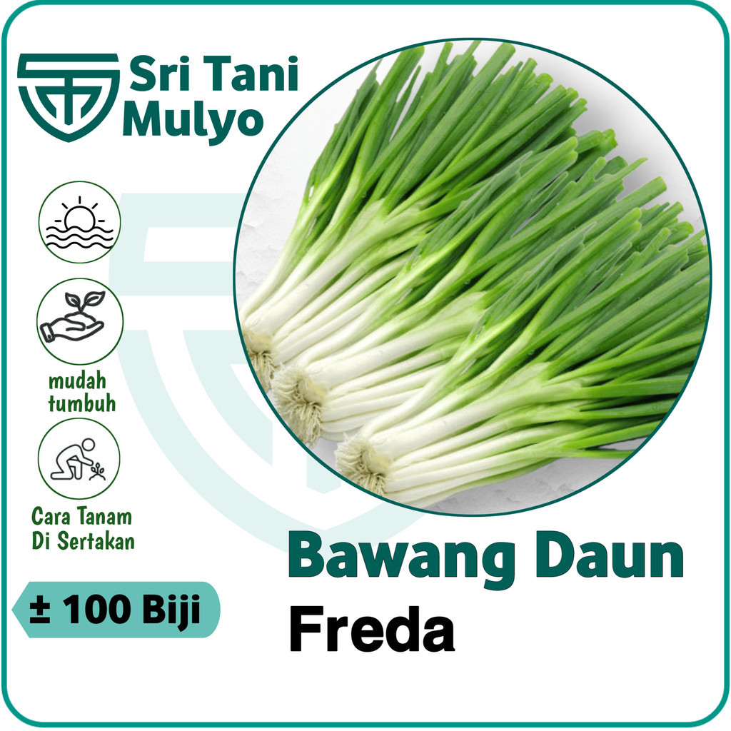 100 Biji - Benih Bawang Daun FREDA - Tumbuh Seragam Dan Lambat Berbunga - Bibit Sayur Sayuran Oncang