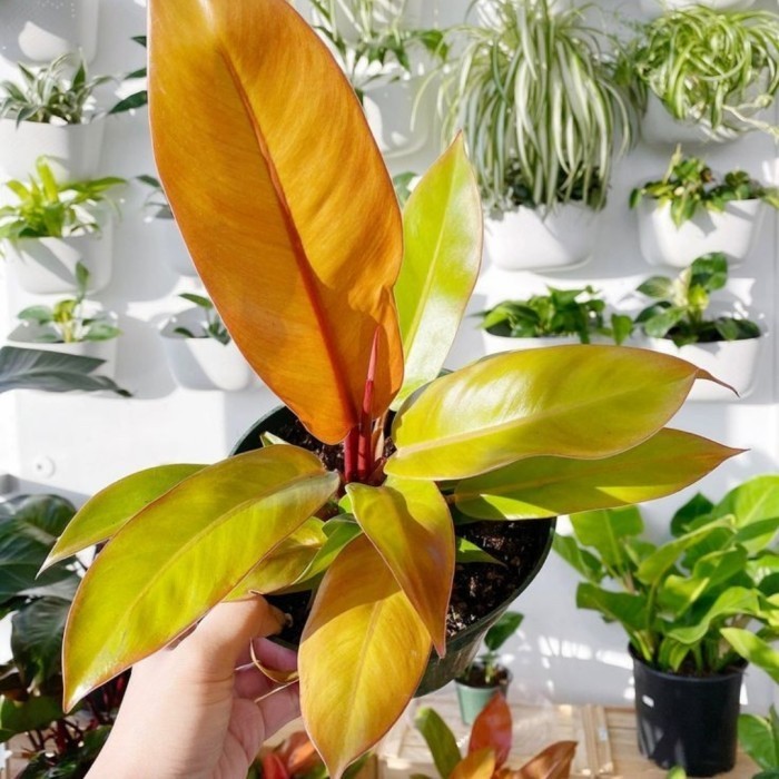 Tanaman Hias - Philodendron Prince of Orange