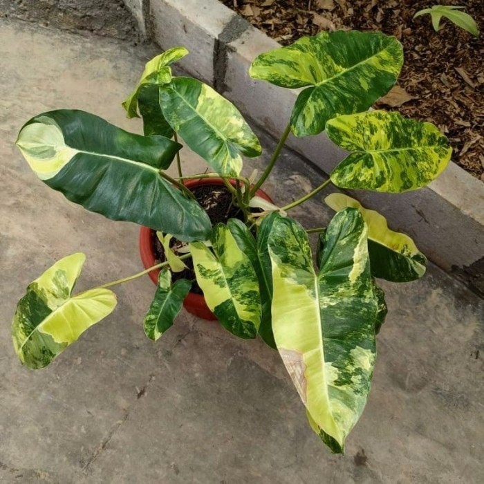 

pilodendron burlemax varigata . .
