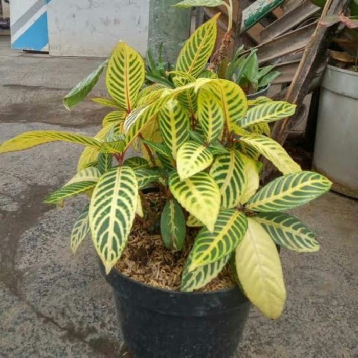

Tanaman hias aphelandra sanchezia / sensia nubiles . .