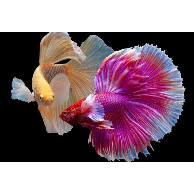 Dekorasi cupang halfmoon sepasang aduan betina murah bergaransi - Jantan