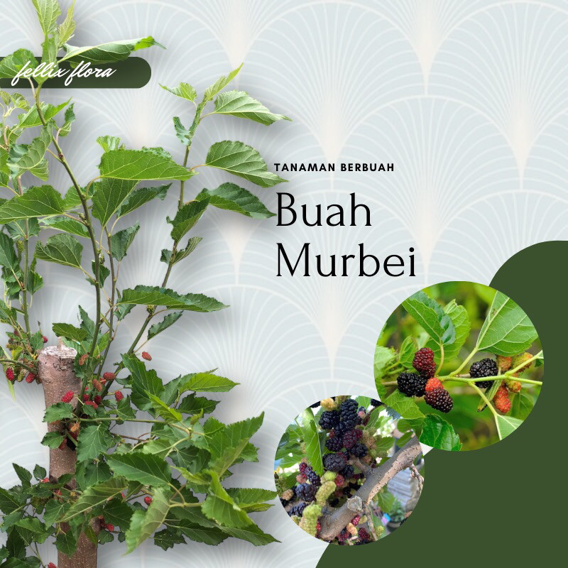 Bibit Murbei JUMBO Batang Besar Sudah BERBUAH