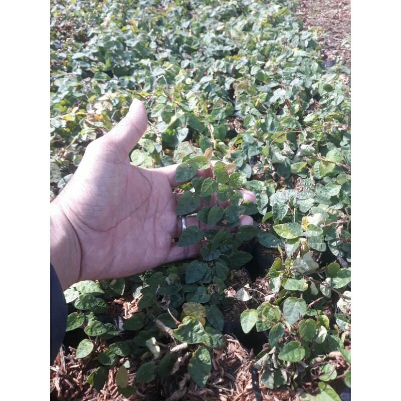 Tanaman Hias Climbing Dollar Fleksi - Daun Dollar Merambat Unik - Flexi Dekorasi Rumah Rambat Mirip 