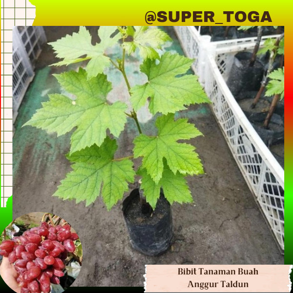 bibit anggur import taldun ( grafting) cepat berbuah bibit anggur taldun