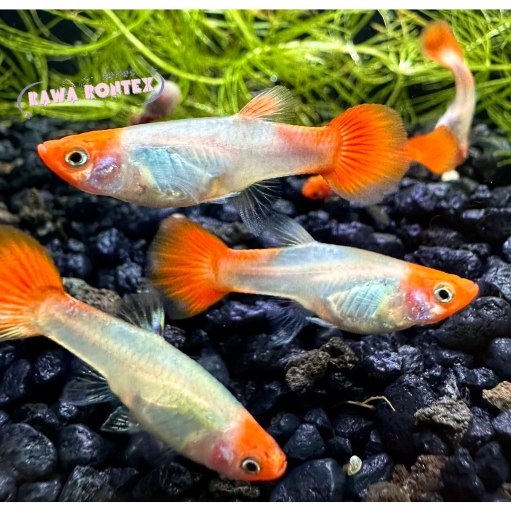 Dekorasi aquarium PAKET SEPASANG Guppy Platinum Koi red head gupi gupy lucu