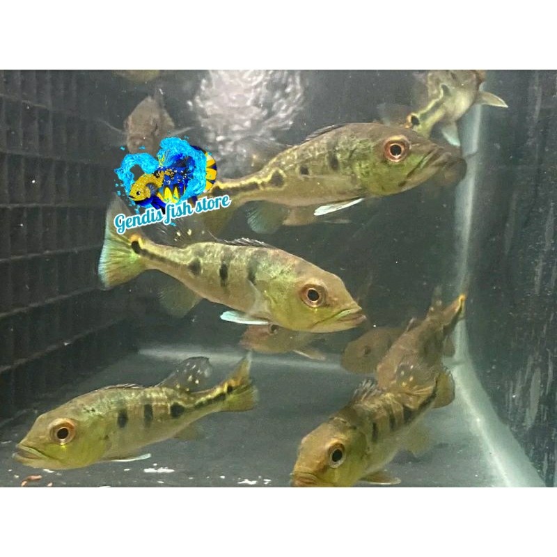 Tankmate aquarium Pbass Xingu paket 4 ekor size 10-11cm Realsize bergaransi COD berkualitas
