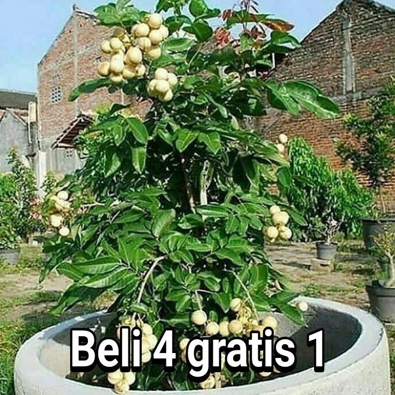 Original bibit Kelengkeng Matalada Hampir tanpa biji  Cepat Berbuah 1 kg muat 4 bibit