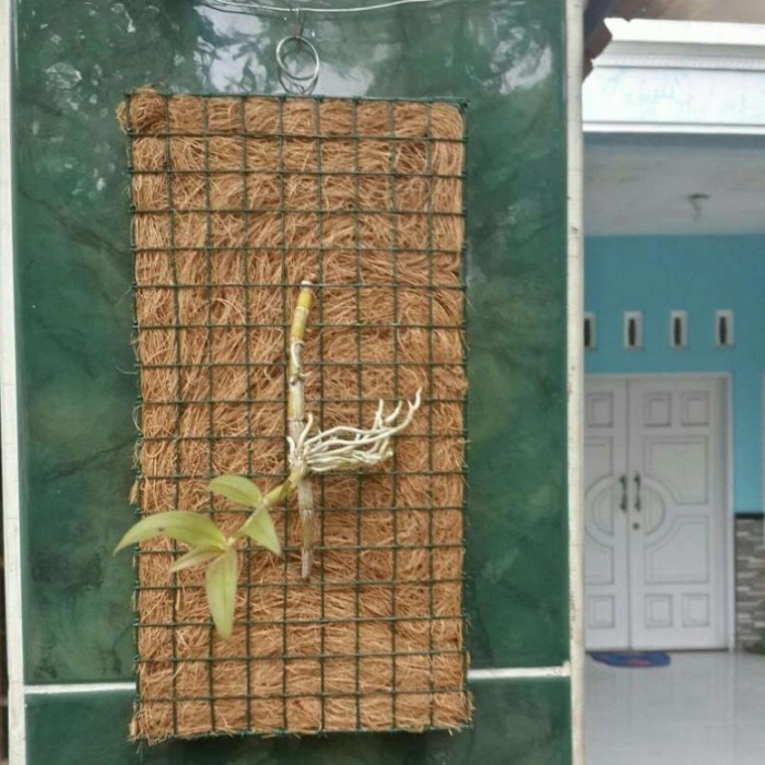 pot bunga anggrek tempel media tempel anggrek papan anggrek mini