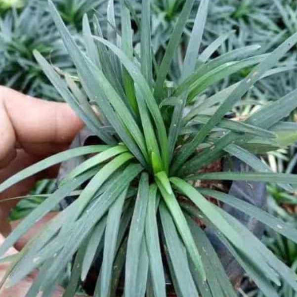 Rumput Kucai Bangkok