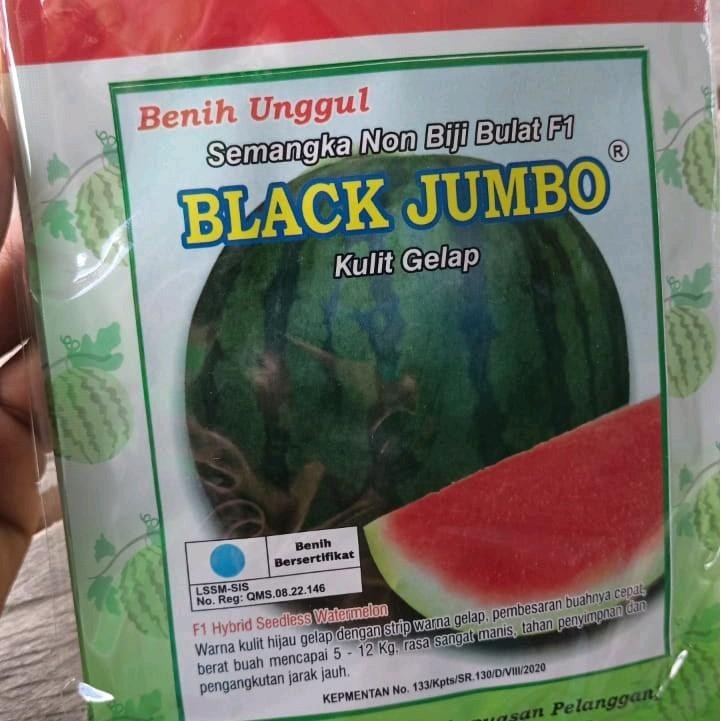(Black Jumbo F1, 20 gram) 350 biji Bibit semangka non biji bulat SAMPOERNA JAYA
