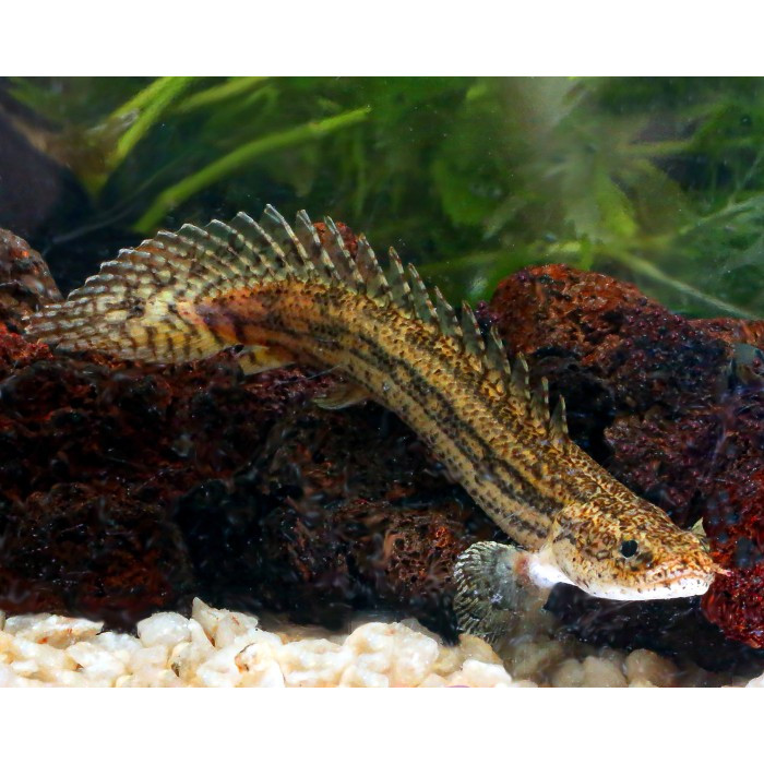 Palmas Lapradei / Ikan Predator / Ikan Hias Aquascape