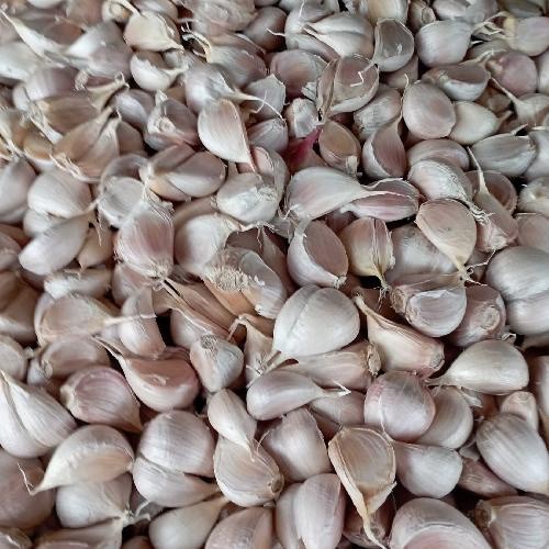 

Bawang Putih Kating 1kg Pedas Wangi