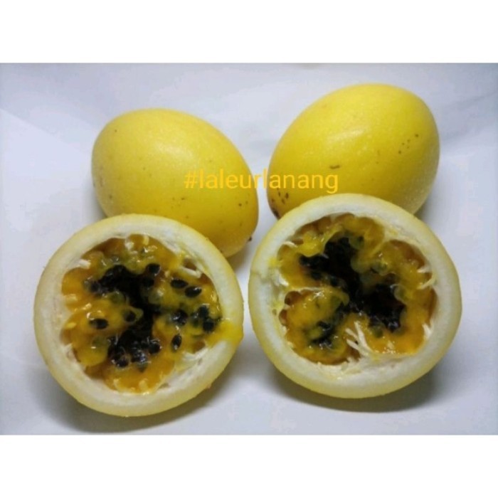 

Promo Bibit Tanaman Markisa Kuning Siap Tanam, Bibit Tanaman .