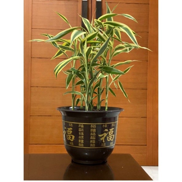 

BAMBU HOKI VARIGATA COLOR GOLD (WARNA KE EMASAN)SUDAH BERAKAR . .