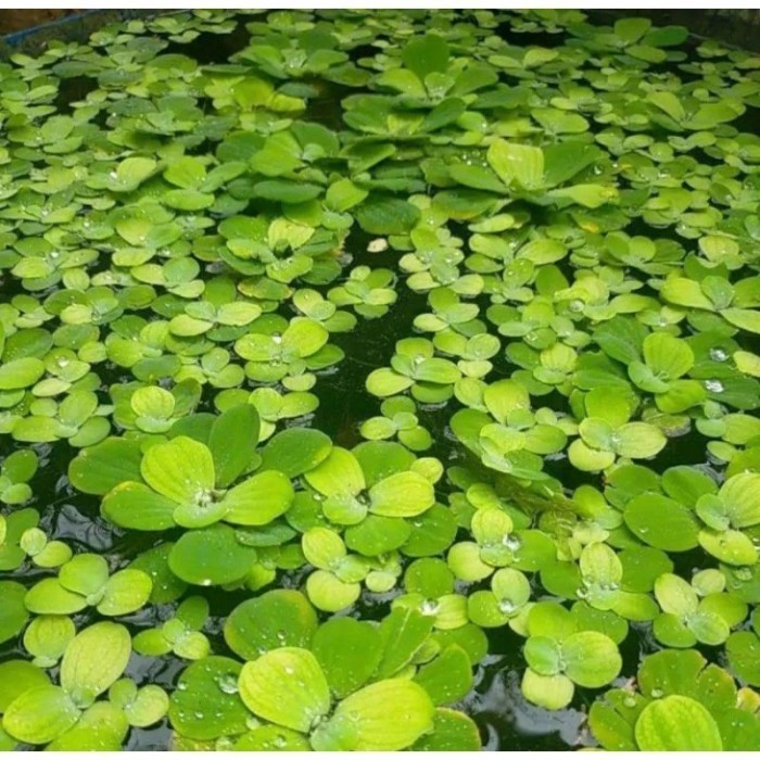 

silahkan 10 pcs Tanaman apu apu aquascape / apu apu mini penyerap amoniak